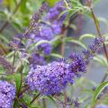 Buddleja -Butterfly bush