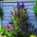 Medium-sized Butterfly bush