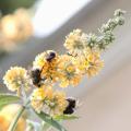 Yellow Butterfly Bush