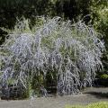 Large Butterfly bush