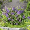 Dwarf Butterfly bush