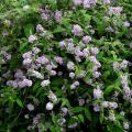 Hedge Butterfly bush