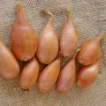 Shallot bulbs