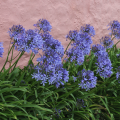 Bulbes d'été pour jardins secs