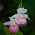Frost hardy summer bulbs