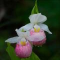 Hardy summer bulbs