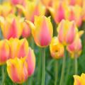 Flower Bulbs