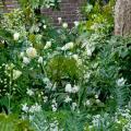 White-flowering bulbs