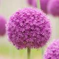 Bulbs with violet, mauve or purple flowers