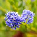 Spring Ceanothus