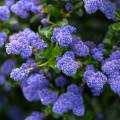 Drought-tolerant Ceanothus