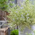 Ceanothus for pot-growing