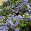 Hardy Ceanothus