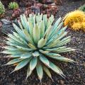 Cacti and succulents