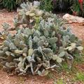 Cold-hardy cacti and succulents