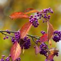 Callicarpa