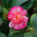 Autumn Camellia