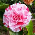 Japanese Camellia