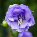 Double Campanula