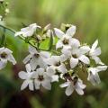 White Campanula