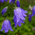 Blue Campanula