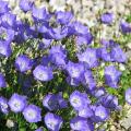 Campanula for borders