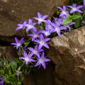 Campanula for rock gardens and walls