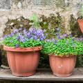 Campanula for pots