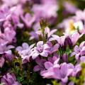 Pink Campanula