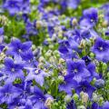 Wild campanula