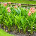 Giant Cannas