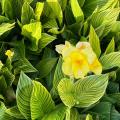 Dwarf Cannas