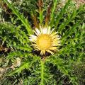 Carlina