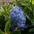 Ceanothus