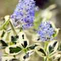 Evergreen Ceanothus