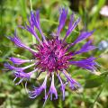 Blue Centaurea