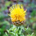 Yellow Centaurea