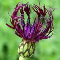 Purple Centaurea