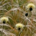 Centaurea for dry soil