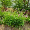 Wild Centaurea