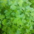 Organic Chervil