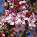 Prunus