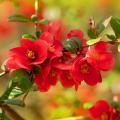 Chaenomeles - Quince tree