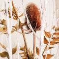 Thistles for dried flower arrangements