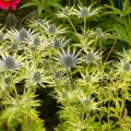 Ornamental foliage Thistles