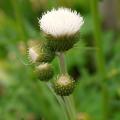 White ornamental Thistles