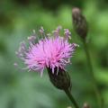 Pink ornamental Thistles