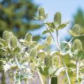 Tall ornamental Thistles