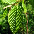 Carpinus - Hornbeam