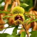 Chestnut trees